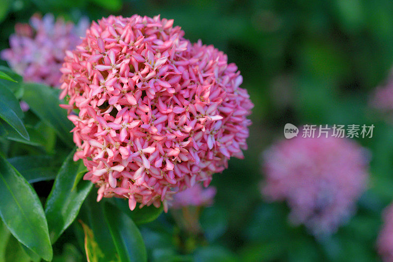 Ixora coccinea /森林之火/丛林之火